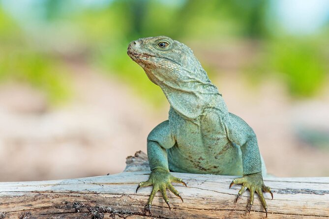 Mangrove Cay and Iguana Island Tours - Crossing to Little Water Cay and meeting the iguanas