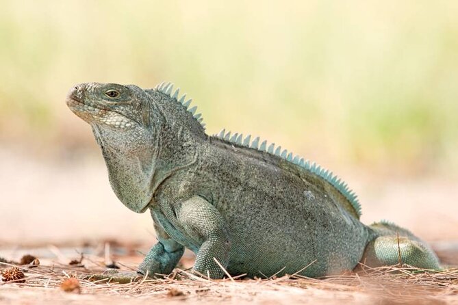 Mangrove Cay and Iguana Island Tours - What you can see around Mangrove Cay