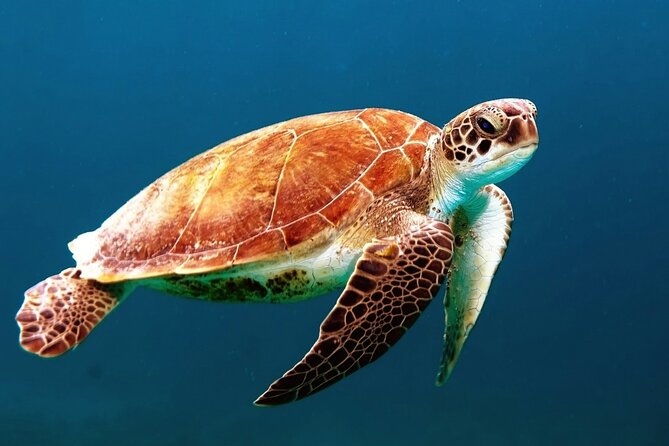 Mangrove Cay And Iguana Island Venture In Turks And Caicos Island - Key points to know before booking