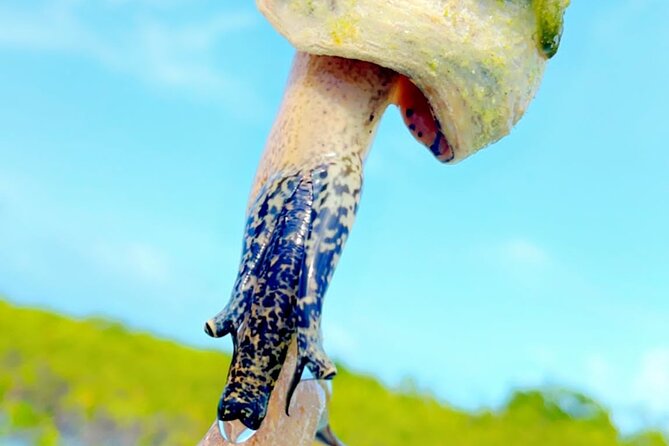 Mangrove Cay And Iguana Island Venture In Turks And Caicos Island - Iguana Island and the short nature walk