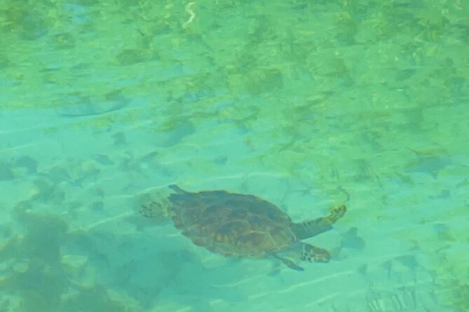 Mangrove Cay And Iguana Island Venture In Turks And Caicos Island - Wildlife sightings you may see below the kayak