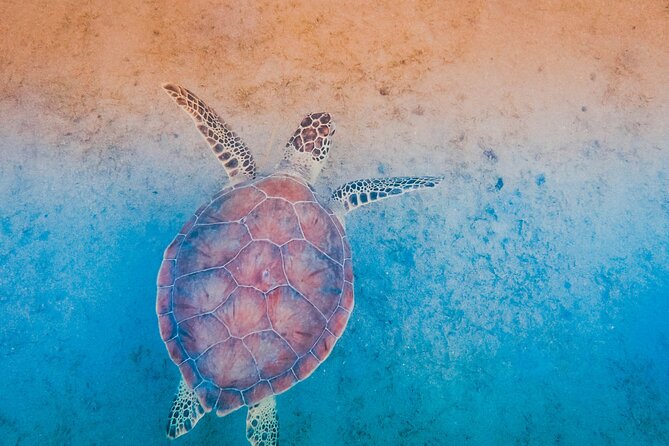Mangrove Cay And Iguana Island Venture In Turks And Caicos Island - What to bring and how to prepare