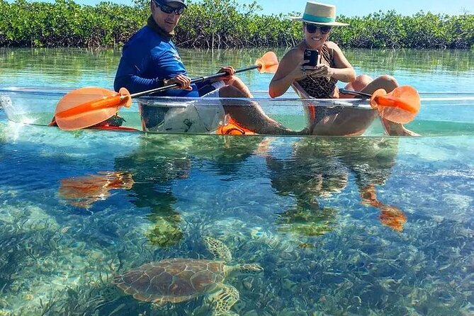 Mangrove Cay Tour - The wildlife you may see in the shallows