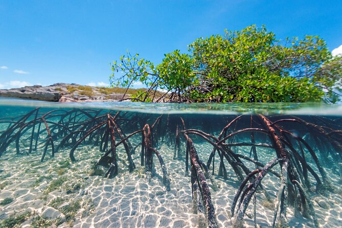 Mangrove Cay Tour - Safety, comfort, and timing