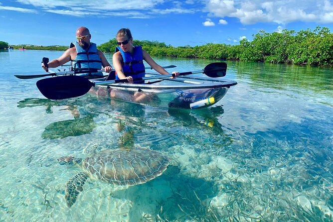 Mangrove Clear Kayak Tour - The details worth knowing before you book
