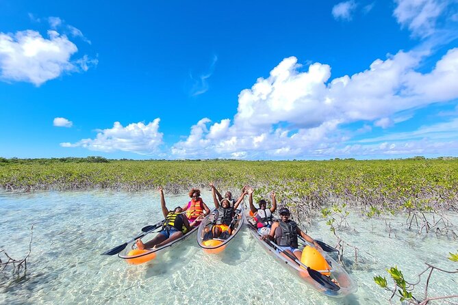Mangrove Clear Kayak Tour - The wildlife you are most likely to remember