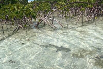 Mangrove Clear Kayak Tour