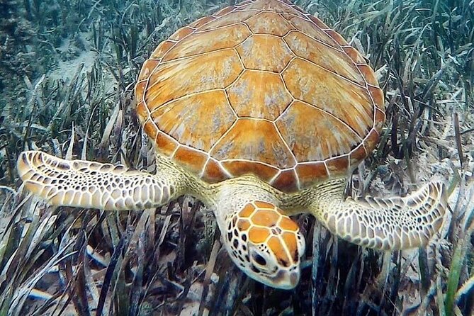 Mangrove Clear Kayak Tour - Why the clear kayak helps, and where it falls short