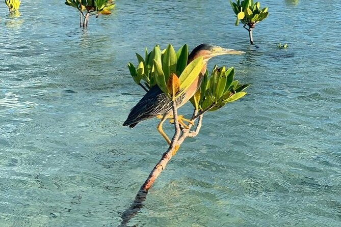 Mangrove Clear Kayak Tour - Who will enjoy this most?