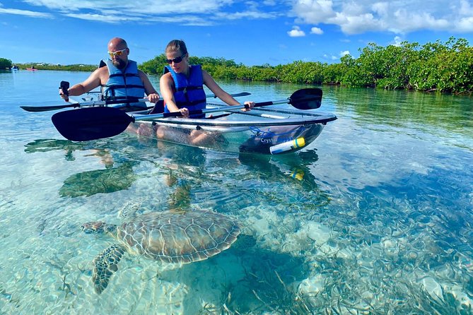 Mangrove & Iguana Clear Kayak Tour - Quick points before you book