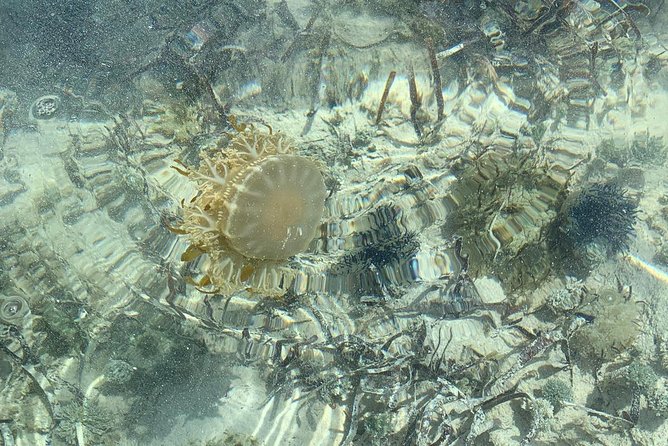 Mangrove & Iguana Clear Kayak Tour - Wildlife you might see
