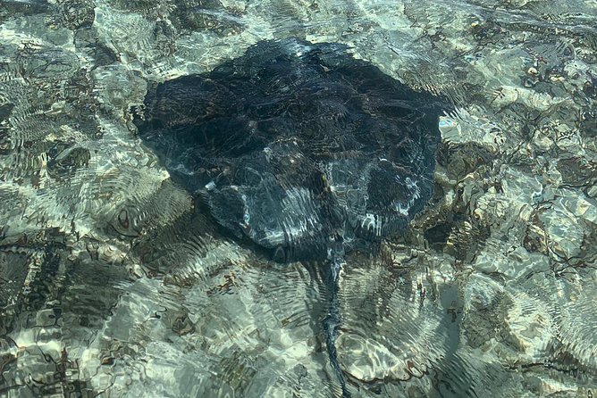 Mangrove & Iguana Clear Kayak Tour - Timing, crowds, and comfort