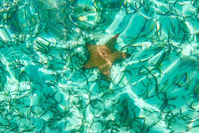 Mangrove & Iguana Clear Kayak Tour - Is $155 a fair price?