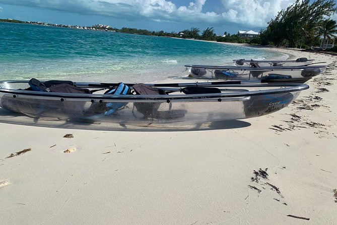 Mangrove & Iguana Clear Kayak Tour - Iguana Island and the rock iguanas