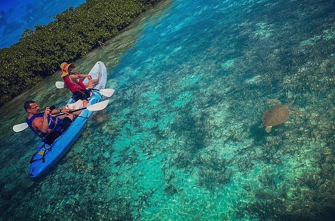 Mangrove & iguana Tour - Meeting At Turks Aqua Adventures In Grace Bay