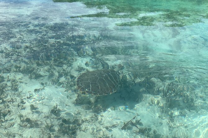 Mangroves Kayak Tour - Meeting at Turks Aqua Adventures in Grace Bay