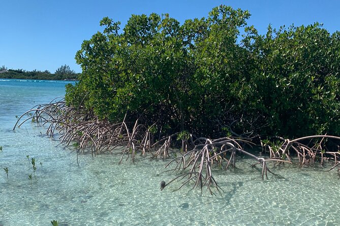 Mangroves Kayak Tour - What makes the private format worth paying for