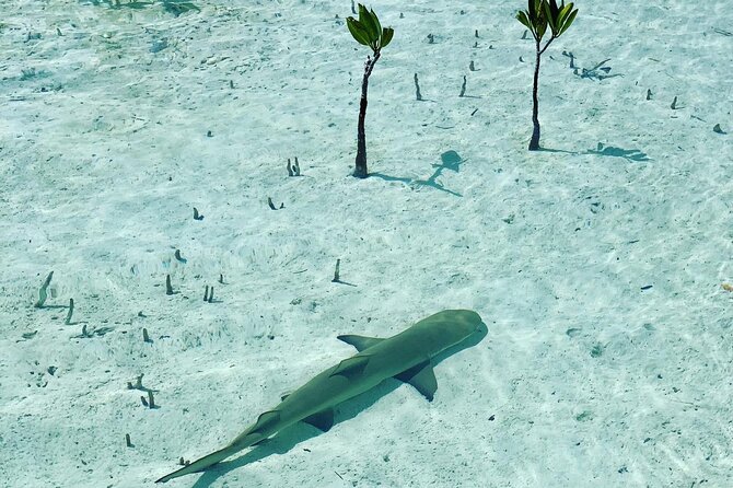 Mangroves Stand-Up Paddleboard Tour - Why the Mangroves Make a Good Paddleboard Setting