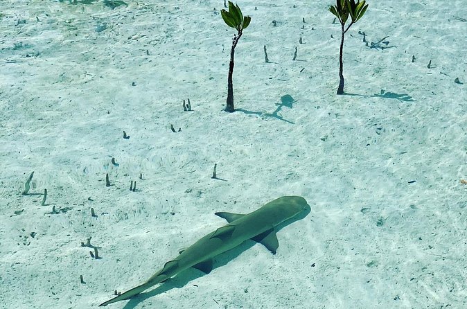 Mangroves Stand-Up Paddleboard Tour - Starting At Turks Aqua Adventures In Grace Bay