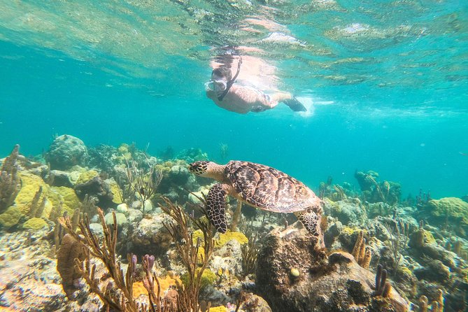 Morning Half Day Cruise from Providenciales with Snorkeling and Iguana Island - Five things to know before you book