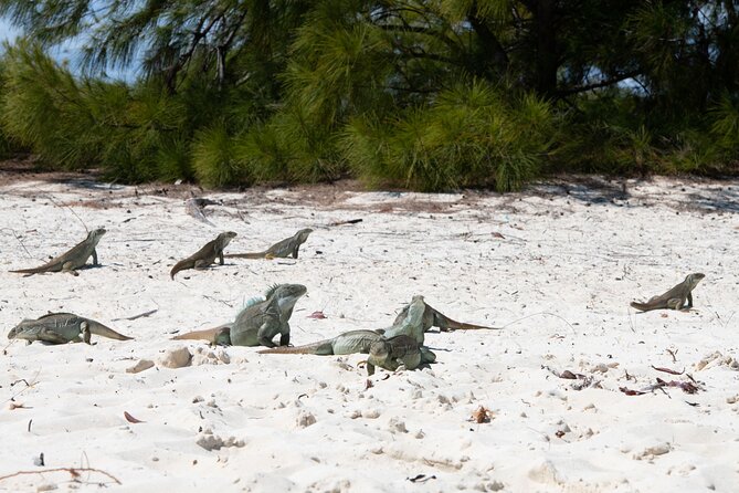 Morning Half Day Cruise from Providenciales with Snorkeling and Iguana Island - Snorkeling above coral and tropical fish