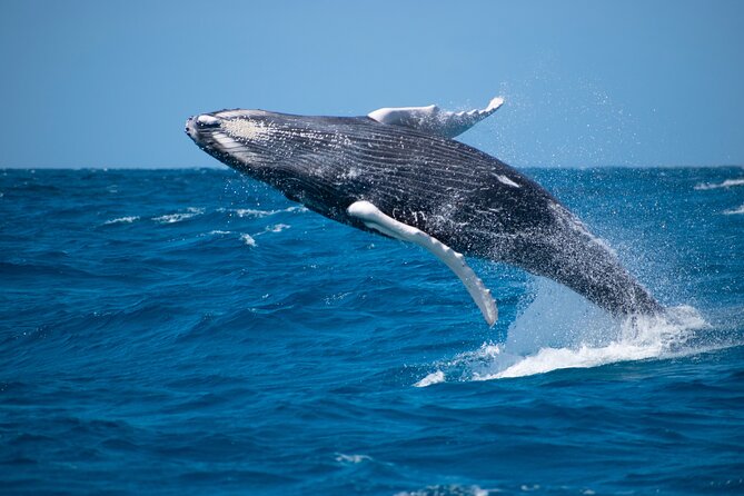 Private Whale Watching Charter (Grand Turk) - Quick points about the Grand Turk whale charter