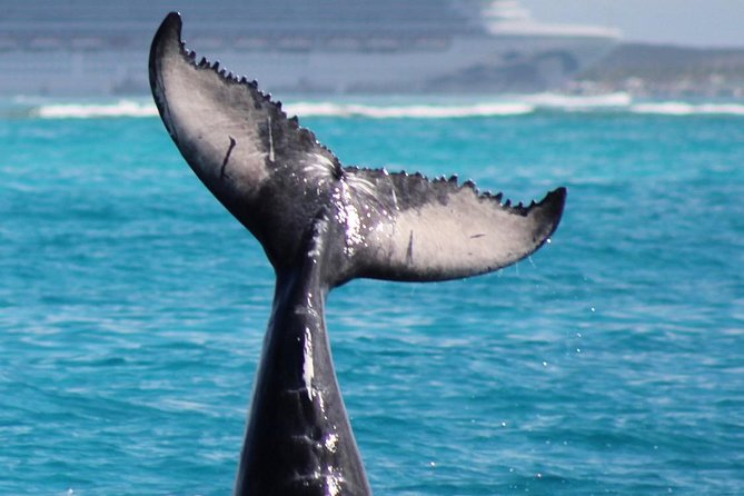 Private Whale Watching Charter (Grand Turk) - Meeting at Grand Turk Island Airport