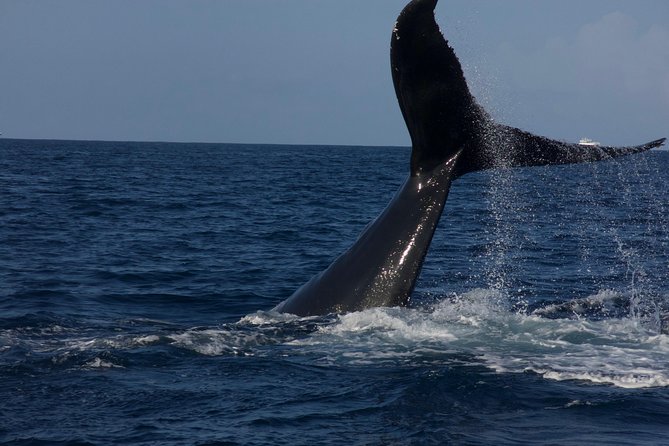 Private Whale Watching Charter (Grand Turk) - Watching humpback whales in open water
