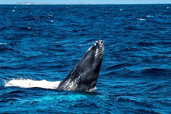 Private Whale Watching Charter (Grand Turk) - The possible in-water encounter