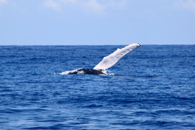Private Whale Watching Charter (Grand Turk) - What the private boat adds
