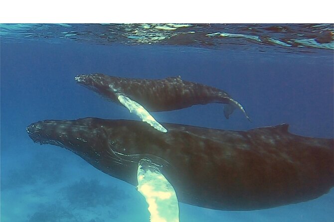 Private Whale Watching Charter (Grand Turk) - Is $1,000 per person a fair price?