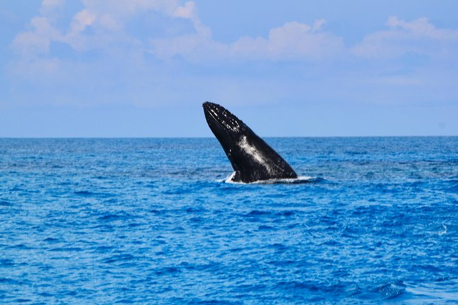 Private Whale Watching Charter (Grand Turk) - Who should book this charter?