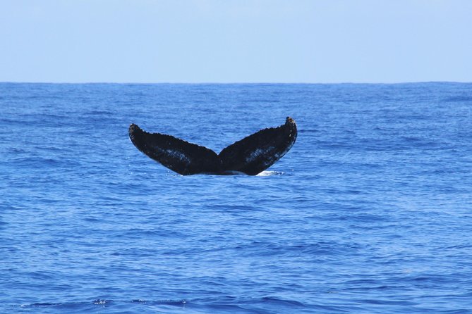 Private Whale Watching Charter (Grand Turk) - Setting out for three and a half hours