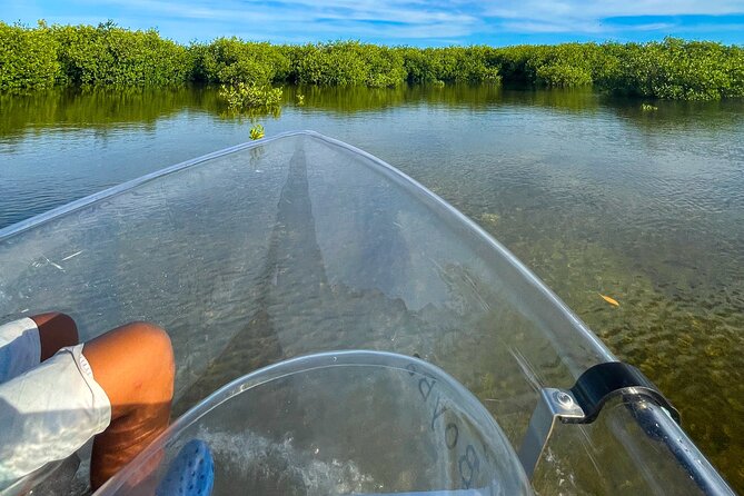 Sip & Sea Mangrove Glass Boat Tour Grand Turk Island - Looking through the clear-bottom boat