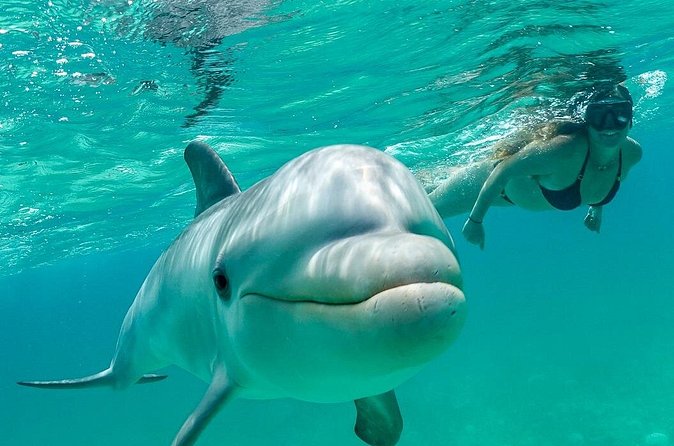 Snorkel Eco Tour - Wildlife, from nurse sharks to dolphins