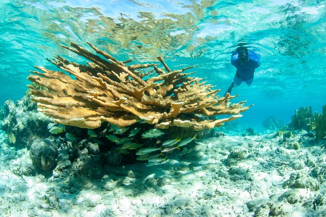Snorkel Eco Tour - What the first reef stop is like