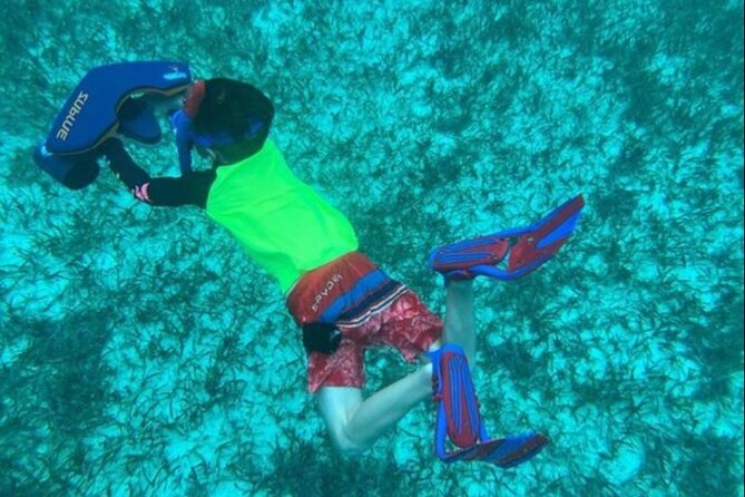 Snorkeling with Sea Scooters and Sea Adventure - Offshore - Marine life and the baby shark possibility