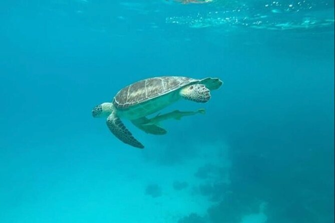 Snorkeling with Sea Scooters and Sea Adventure - Offshore - Snacks, drinks, pickup, and the practical details