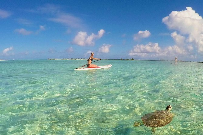 Turtle Eco Tour on Stand-Up Paddleboards or Kayaks into the National Marine Park - Five things to know before you book