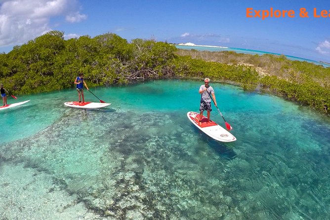 Turtle Eco Tour on Stand-Up Paddleboards or Kayaks into the National Marine Park - Why these Providenciales mangroves matter