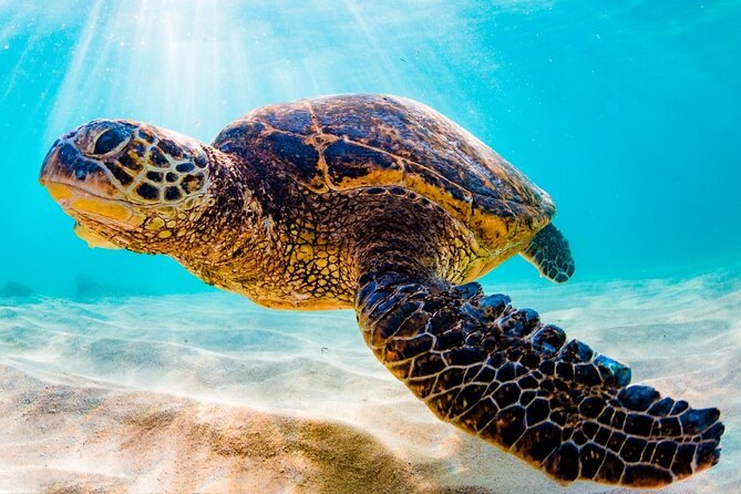 Turtle Eco Tour on Stand-Up Paddleboards or Kayaks into the National Marine Park - Your first few minutes on the water