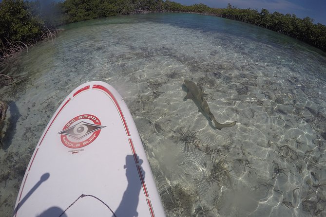 Turtle Eco Tour on Stand-Up Paddleboards or Kayaks into the National Marine Park - Through the shallow mangrove channels