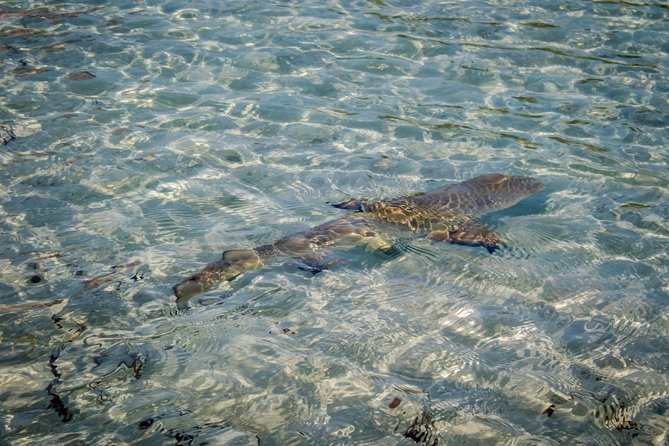 Turtle Eco Tour on Stand-Up Paddleboards or Kayaks into the National Marine Park - Birds and the quiet side of the tour