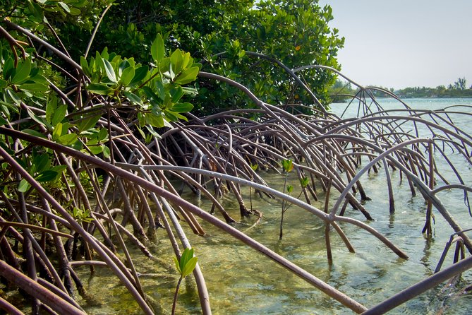 Turtle Eco Tour on Stand-Up Paddleboards or Kayaks into the National Marine Park - The guides: patient instruction and local knowledge