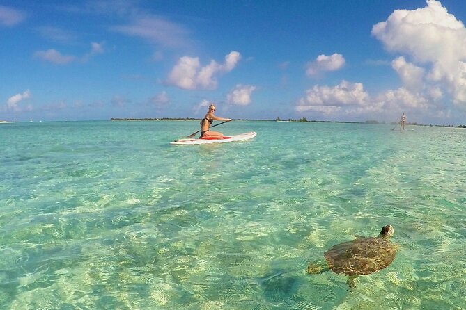 Turtle Eco Tour on Stand-Up Paddleboards or Kayaks into the National Marine Park - Paddleboard or kayak?